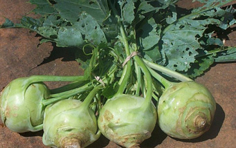 kohlrabi